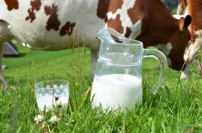 कैसे एक गाय दूध देने