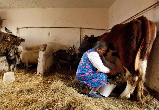 як доїти корову руками