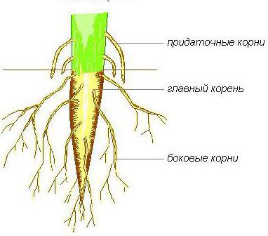 la estructura de la raíz de la проростка de la haba