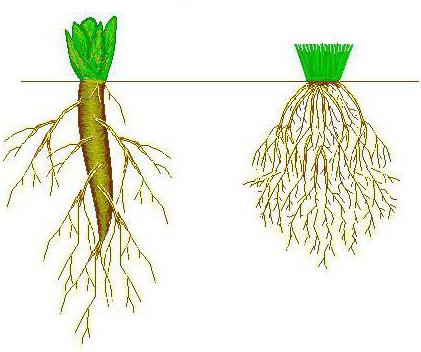 características da construção de raiz de plantas