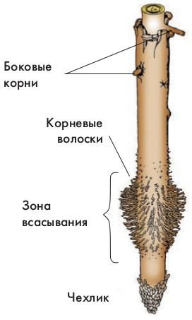 the internal structure of the root