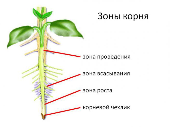 будова кореня рослини