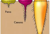The structure of the root of a plant. The structural features of the root