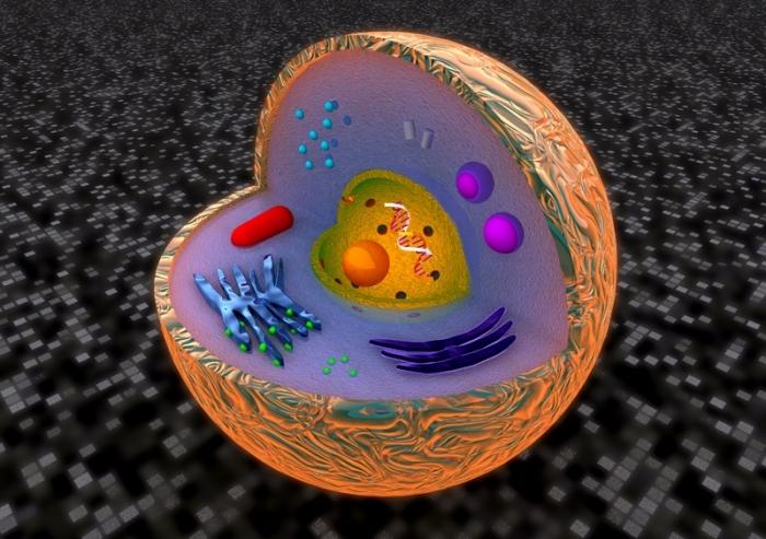 eukaryotische Organellen der Zelle
