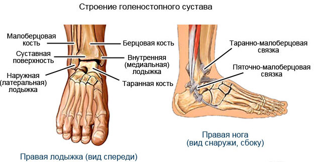 estrutura de tornozelo
