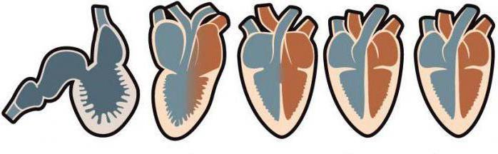 Четырехкамерное Herz haben