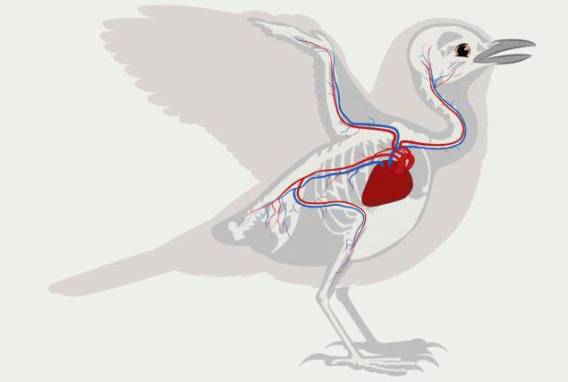 У птахів чотирикамерне серце