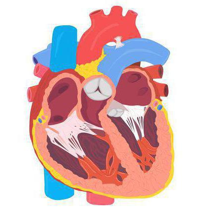 Bei Säugetieren четырехкамерное Herz