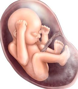  boyut fetus hafta hafta