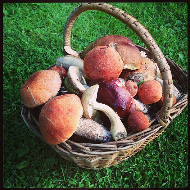 mushroom places in Tula region