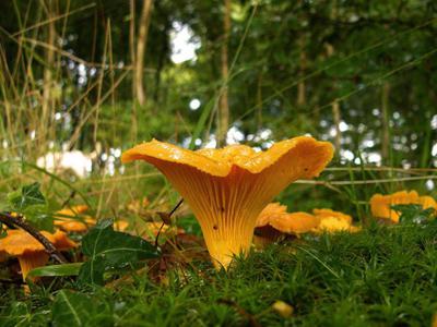 mushrooms in the field