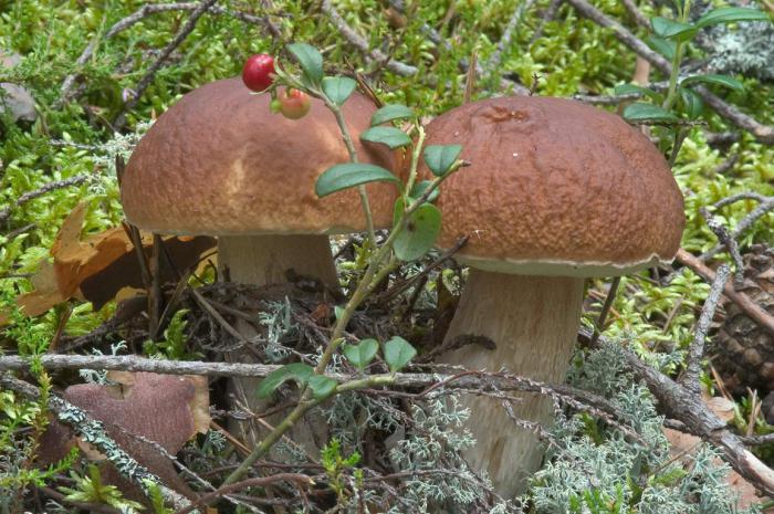 mushrooms in the Tula region