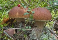 Pilz Orten in der Region Tula. Beschreibung Pilze - Foto