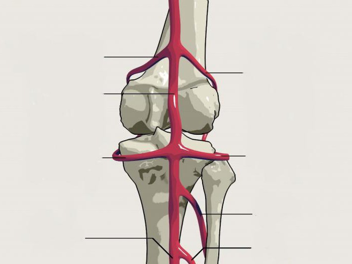 ligation of the popliteal artery