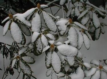 cómo proteger rododendros en invierno