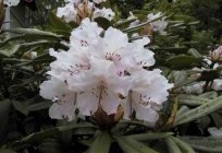 Als Abdeckung der Rhododendren im Winter richtig