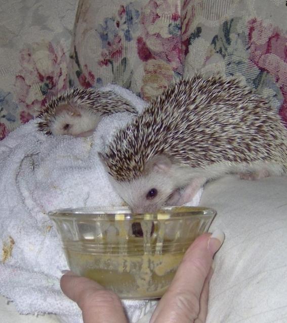 what to eat hedgehogs