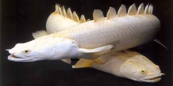 Polypterus senegalese albino