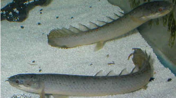 aquarium fish polypterus senegalese