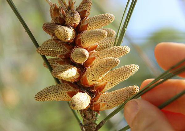 benefits of pine nuts to the body of a man