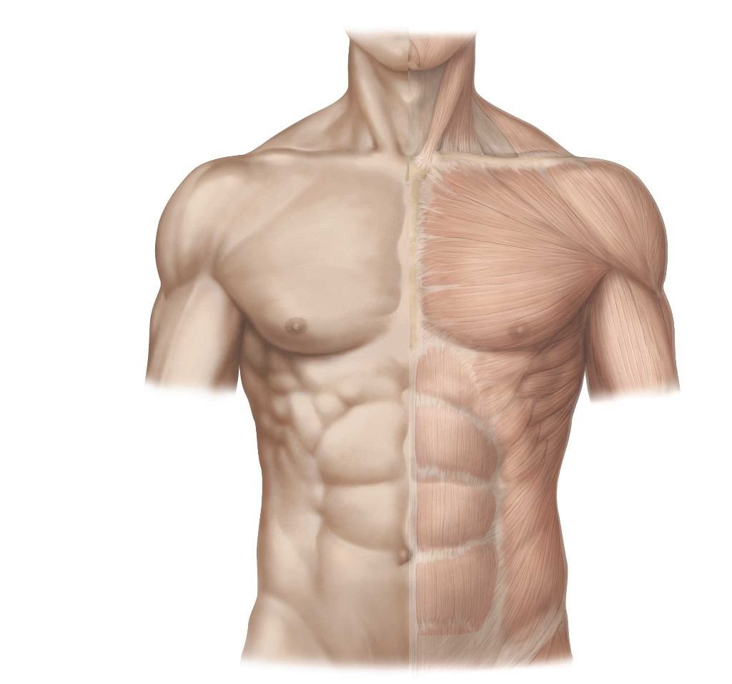 Exercício de distorcer os músculos da barriga