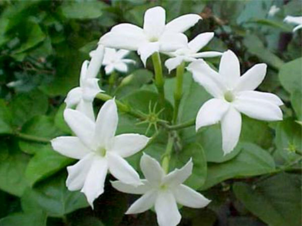 Комнатный цветок жасмин