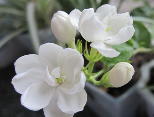 Pielęgnacja doniczkowe jasmine w warunkach domowych