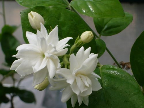 Features of the care of indoor Jasmine
