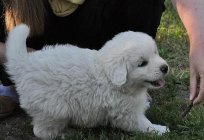 Perro de pastor polaco de подгалянская: descripción de la raza