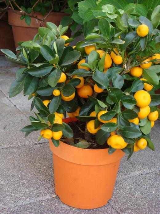 kumquat el cultivo en casa