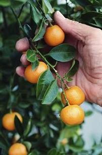 kumquat cuidado