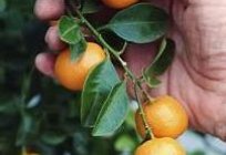 Kumquat: der Anbau zu Hause