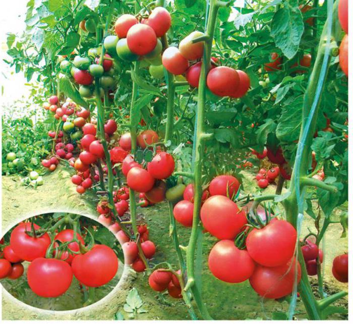 tomate rosa de bush