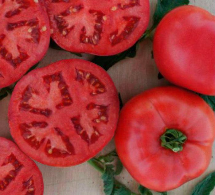 Tomate rosa Bush f1 vor-und Nachteile der Sorte