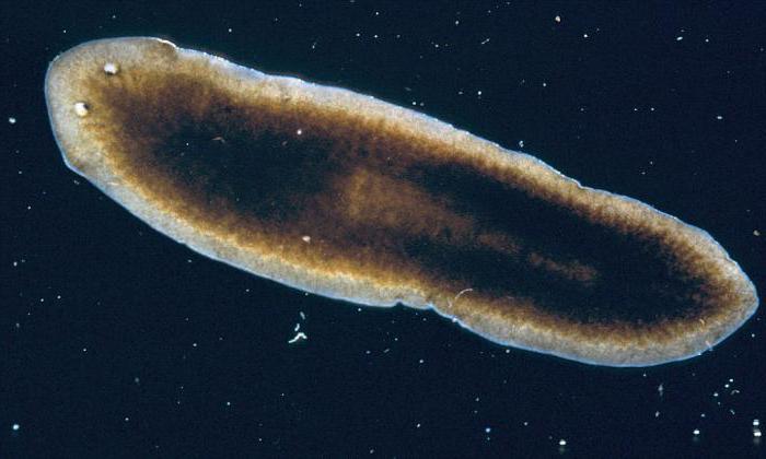 interessante Fakten über den flachen Würmern