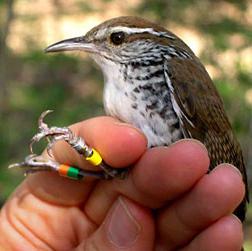 ¿cuál es la profesión ornitólogo