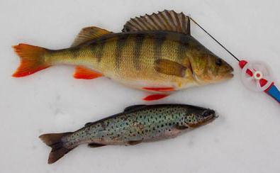 fish for bass in winter on mormyshka