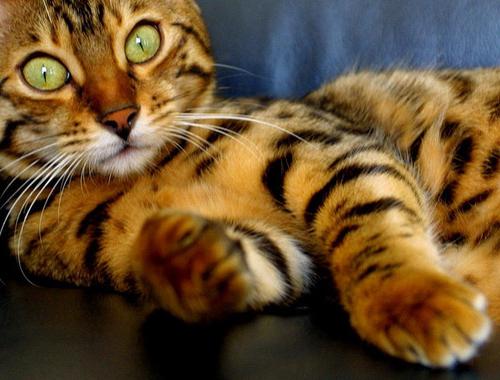 home leopard cat
