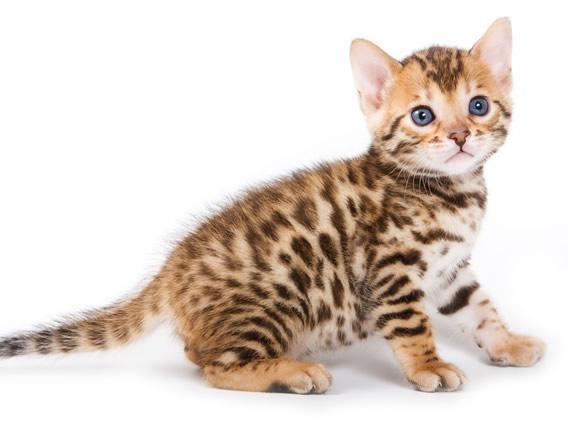 леопардові кішки порода