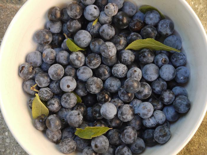 sloe berries benefits