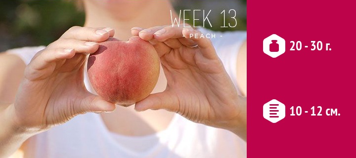 o tamanho do fruto em 13 de semana