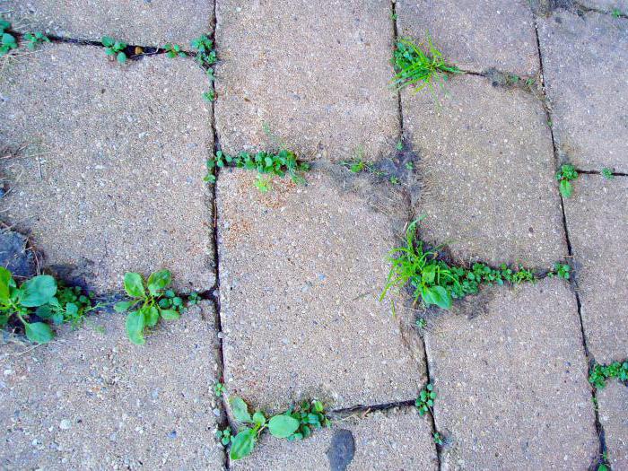 how to get rid of grass between the paving slabs
