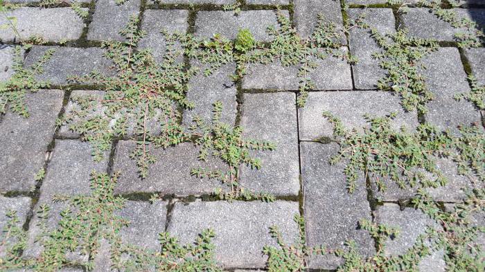 what to bring grass between the paving-tiles