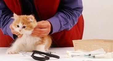 la hora de hacer la primera vacuna gatito