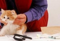When to vaccinate a kitten, and when not?