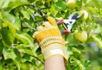 How to rejuvenate an old Apple tree pruning in the fall?