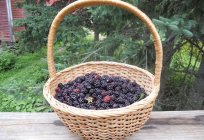 What kind of berries grow in the forest? Find out!