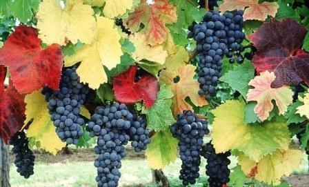 czy trzeba przycinać winogrona jesienią
