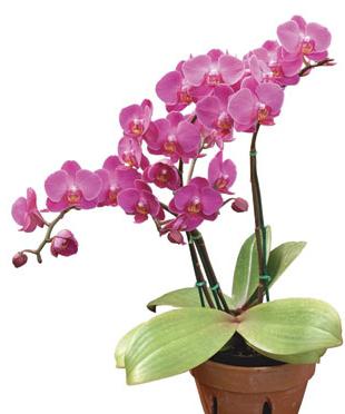 como se multiplica la orquídea en casa