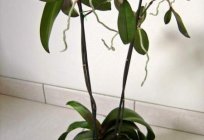 Betrachten Sie, wie die Orchidee vermehrt sich zu Hause